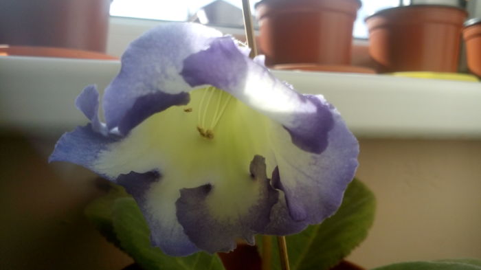 IMG_20151115_132129 - gloxinia 2015