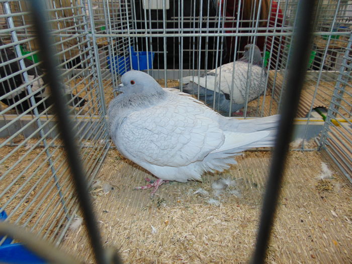 DSC02750 - zzz Europeana Metz 2015