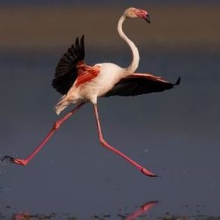 53911_fd8baf49f96e9599f7b684e6786f4380_mdsq - BIRDS