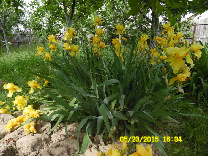 Iris B (floare foarte mare) - Irisi