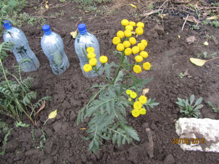 Achillea filipendula