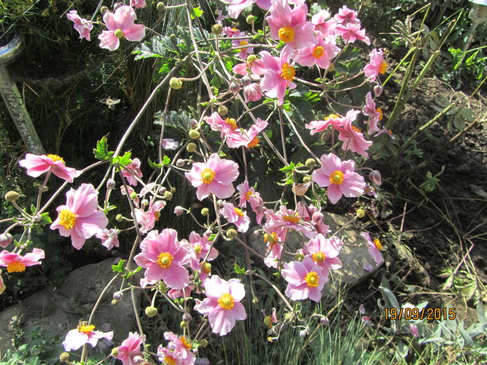 Anemone hupehensis (4) - c Toamna