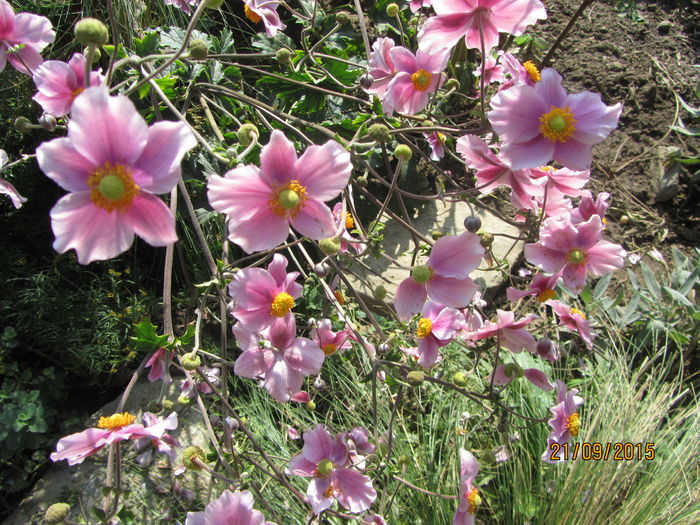 Anemone hupehensis (9) - c Toamna