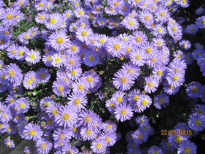 Aster (12)