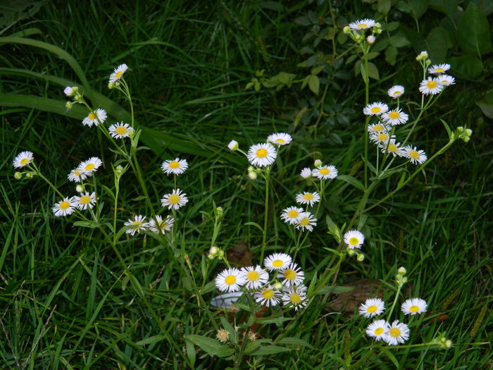 DSCN3763