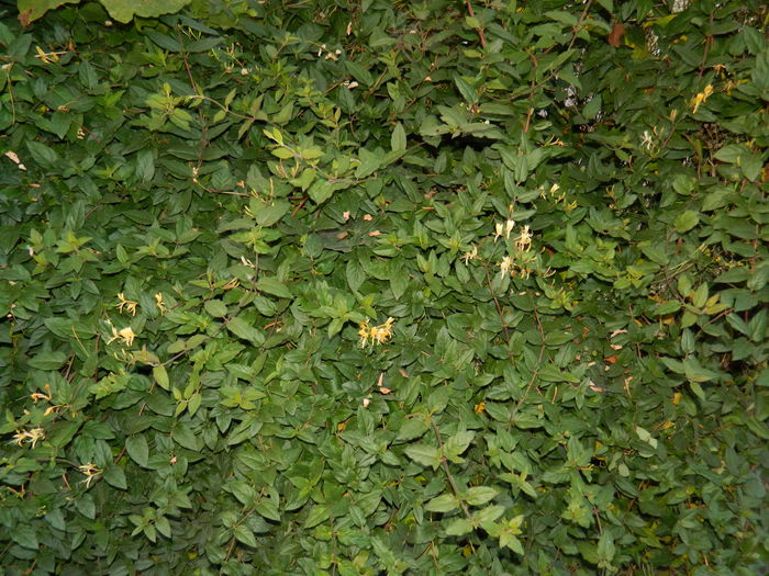 DSCN3767