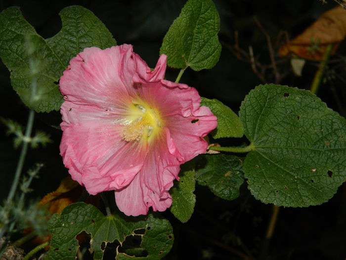 DSCN3782 - 2015_NOIEMBRIE