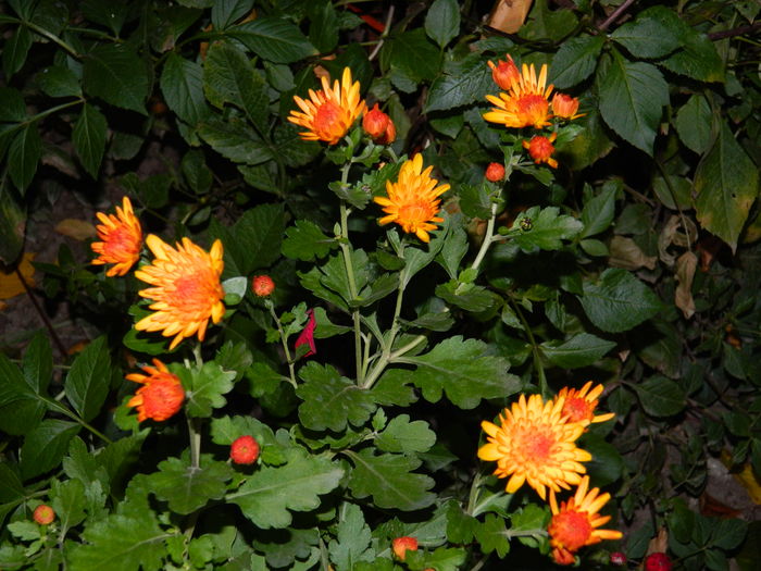 DSCN3800