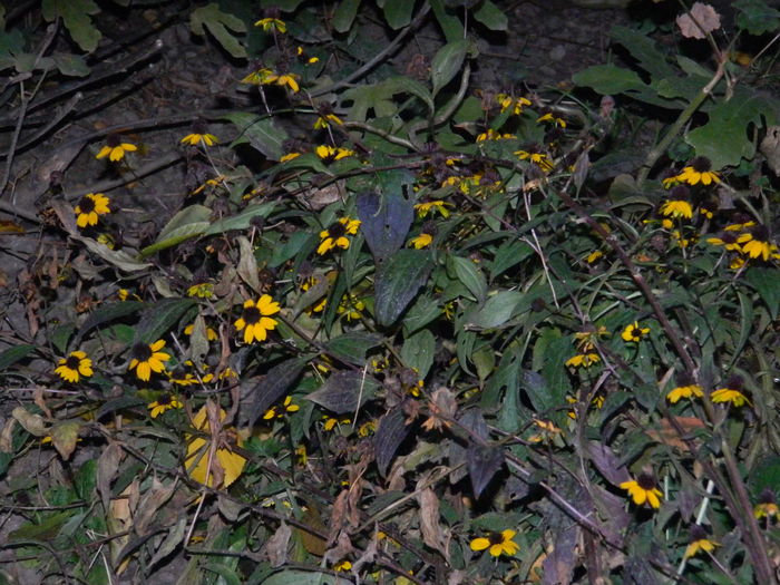 DSCN3802