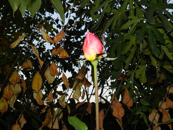 DSCN3816 - 2015_NOIEMBRIE