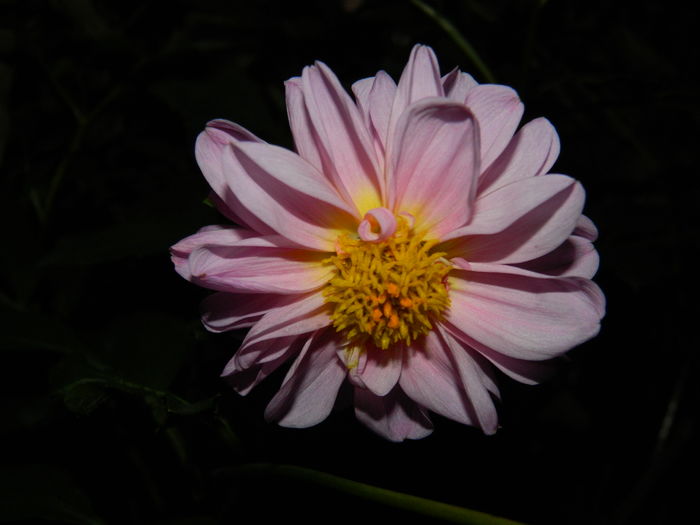 DSCN3820 - 2015_NOIEMBRIE