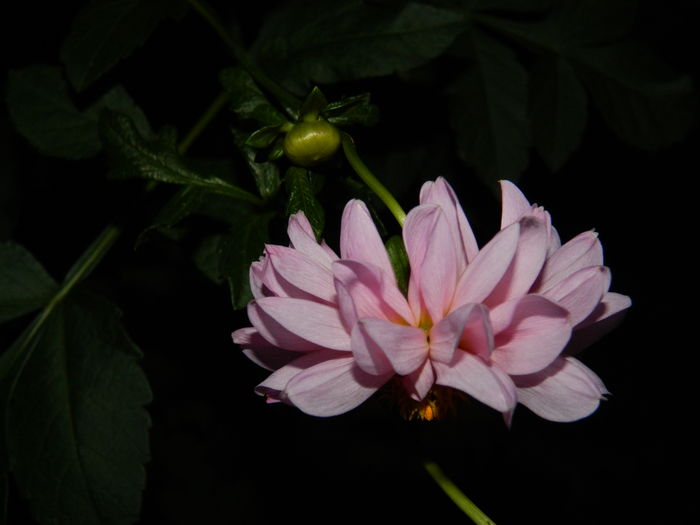 DSCN3821 - 2015_NOIEMBRIE
