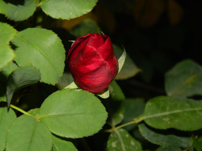 DSCN3862 - 2015_NOIEMBRIE