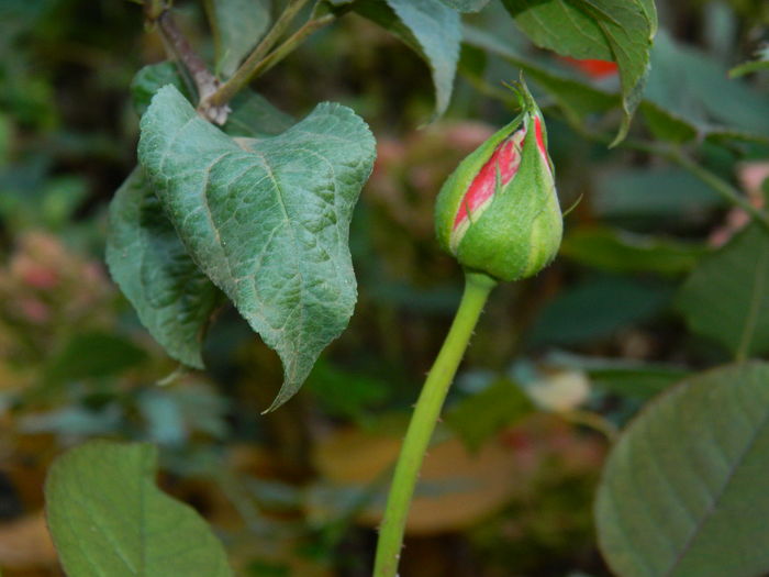 DSCN3869 - 2015_NOIEMBRIE