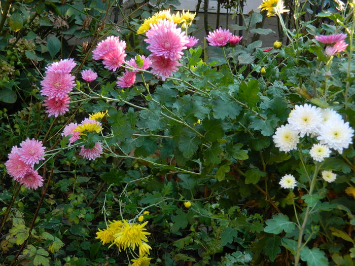 DSCN3901 - 2015_NOIEMBRIE