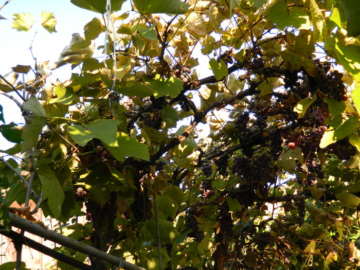 DSCN3917 - 2015_NOIEMBRIE