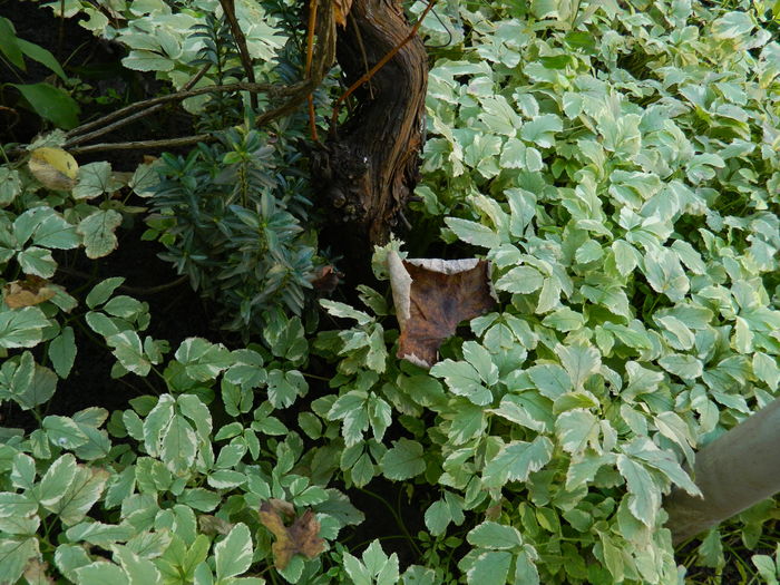 DSCN3928 - 2015_NOIEMBRIE