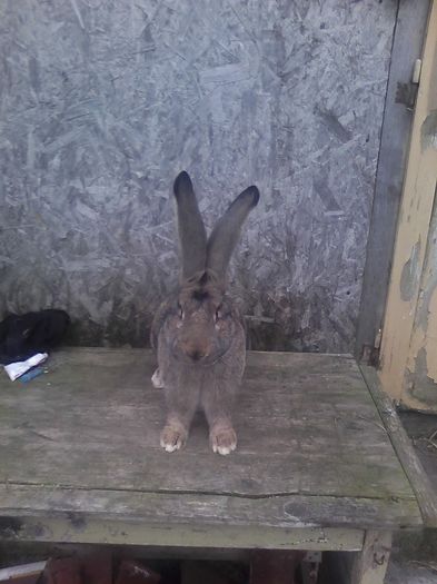 Mascul UGG de vanzare 132