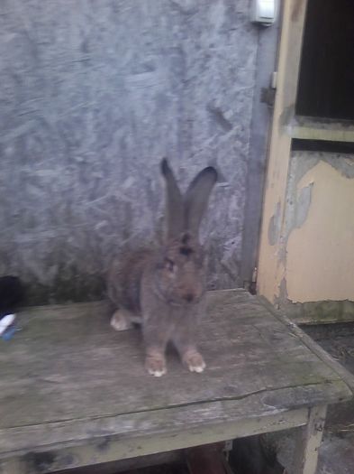 Mascul UGG de vanzare 133