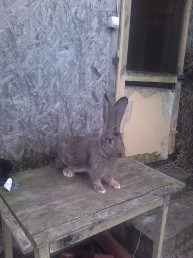 Mascul UGG de vanzare 134