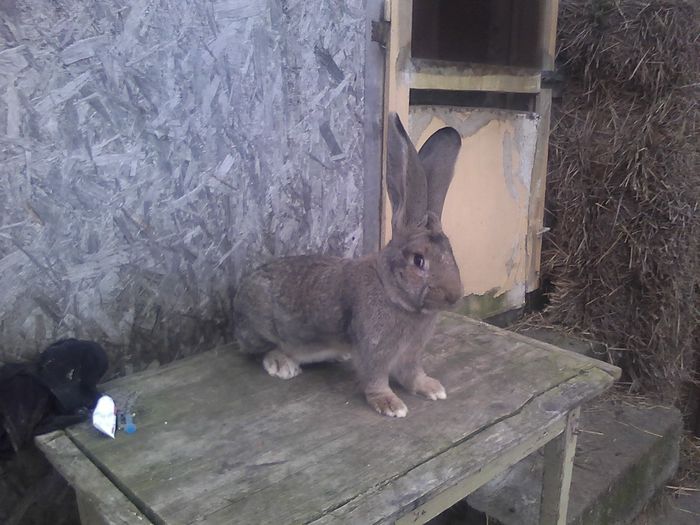 Mascul UGG de vanzare 135