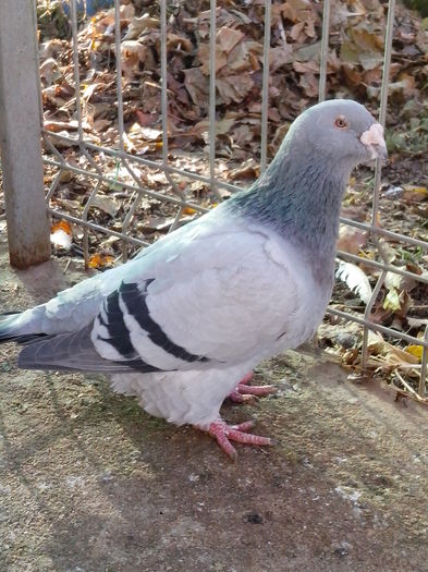Albastru 2010 - Porumbei 2015