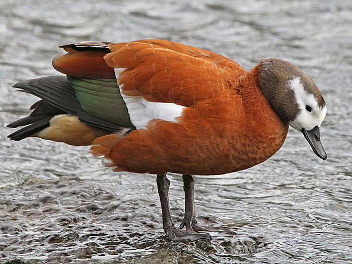 Cape Shelduck, Grange-over-Sands collection, 28-Dec-11 (11) L