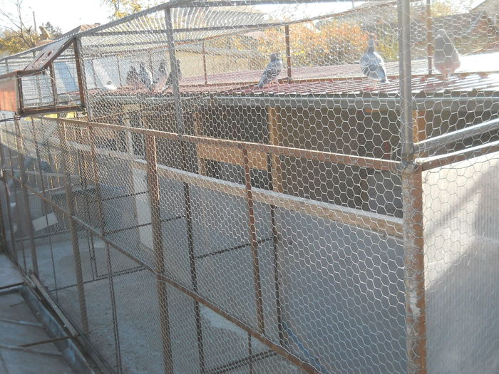 Voliera noua la  2.5 m inaltime, finalizata pe 14.11.2015-2