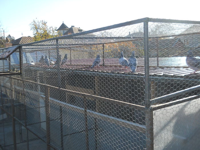 Voliera noua la  2.5 m inaltime, finalizata pe 14.11.2015-3