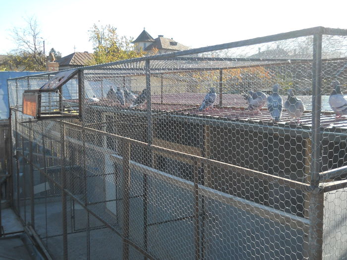 Voliera noua la  2.5 m inaltime, finalizata pe 14.11.2015-5