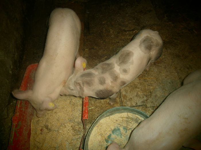 PB150082 - pietrain pur si scrofite zeigeer