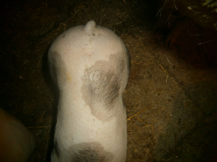 PB150077 - pietrain pur si scrofite zeigeer