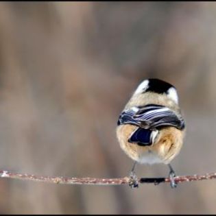 55176_e4cb20b2870228dbc3bd9f9f35889868_mdsq - BIRDS