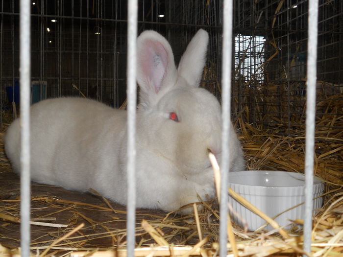 Picture 585 - 3Expo Europe Metz 13-15 NOI 2015