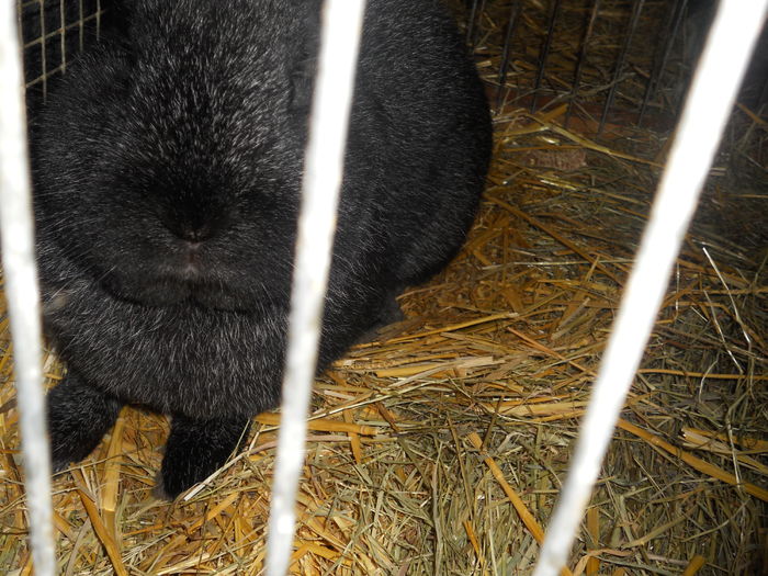 Picture 587 - 3Expo Europe Metz 13-15 NOI 2015