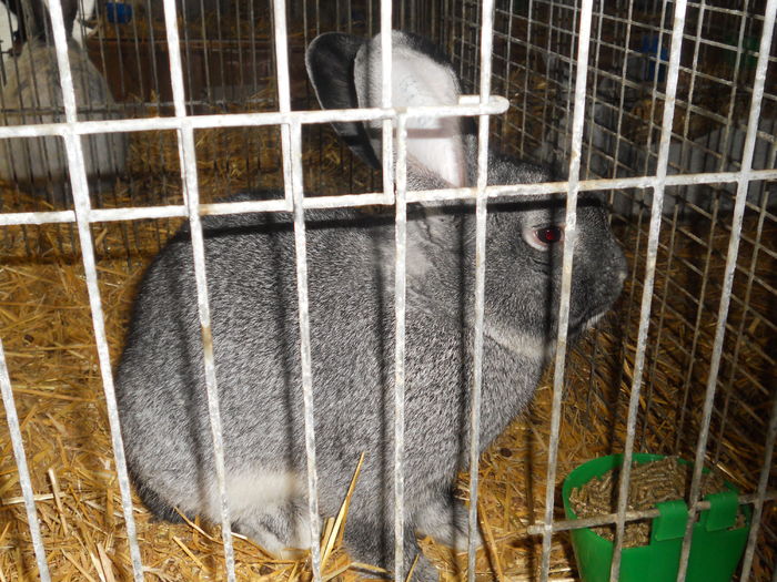 Picture 588 - 3Expo Europe Metz 13-15 NOI 2015