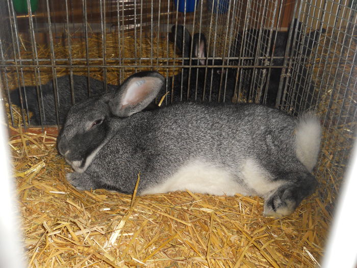 Picture 589 - 3Expo Europe Metz 13-15 NOI 2015