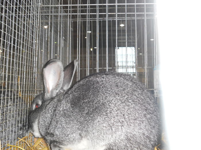 Picture 590 - 3Expo Europe Metz 13-15 NOI 2015