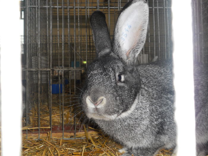 Picture 591 - 3Expo Europe Metz 13-15 NOI 2015