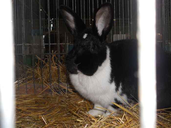 Picture 592 - 3Expo Europe Metz 13-15 NOI 2015