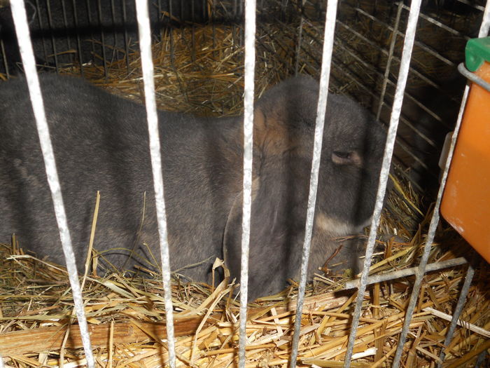 Picture 594 - 3Expo Europe Metz 13-15 NOI 2015