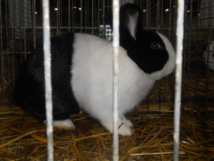 Picture 597 - 3Expo Europe Metz 13-15 NOI 2015