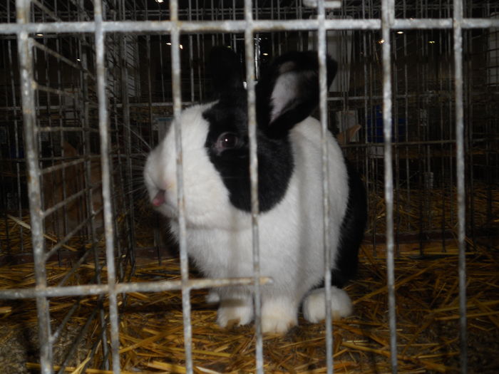 Picture 598 - 3Expo Europe Metz 13-15 NOI 2015