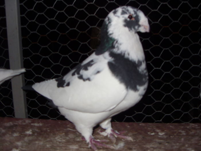SN856270