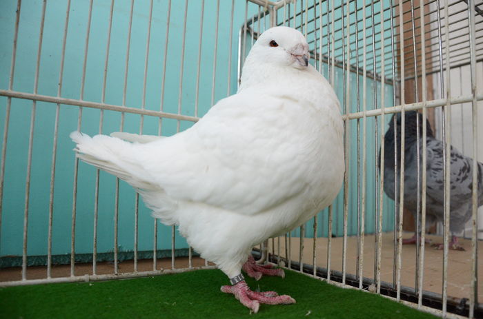 M 2014 - E - 913  Vandut - Porumbei Americani-Vanduti