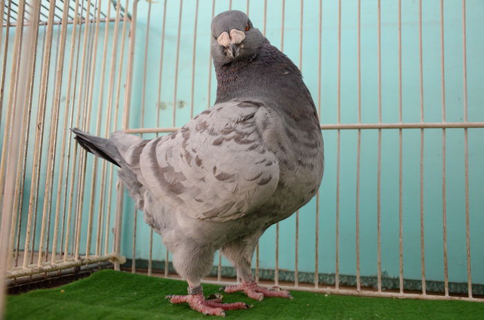 DOR_1352  M-2014-6-RO Vandut - Porumbei Americani-Vanduti