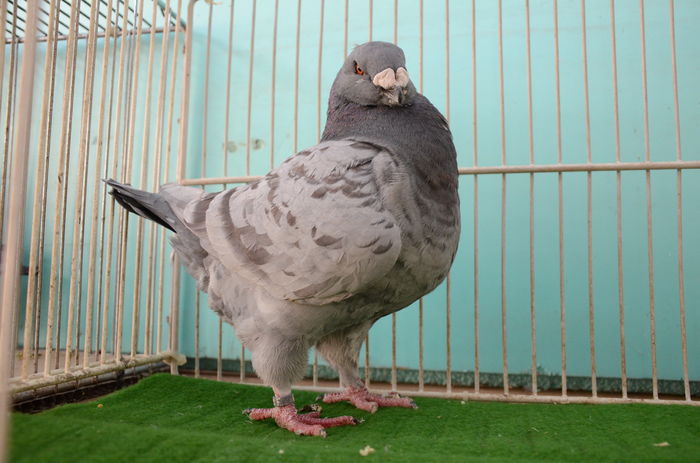 DOR_1353 M 2014-6-RO - Porumbei Americani-Vanduti