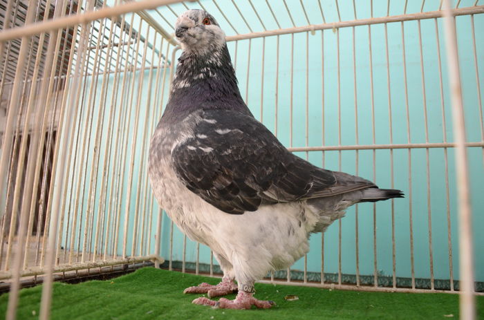 DOR_1355 M-2014-977-RO Vandut  BCn - Porumbei Americani-Vanduti