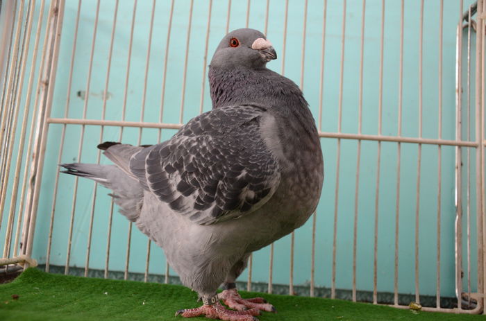 DOR_1384 F-2015 inel 2014-910 RO - Porumbei Americani-Vanduti