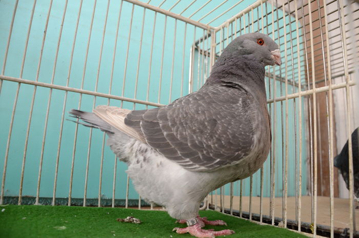 DOR_1392  F-2014 E 905-RO Vanduta - Porumbei Americani-Vanduti